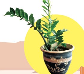 Pokok duit-duit dalam pasu