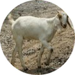 Kambing