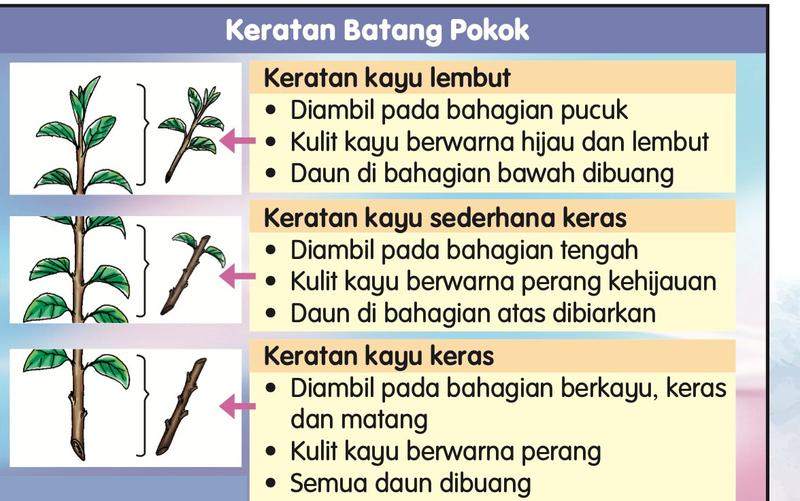 Label tiga jenis keratan batang pokok: kayu lembut, kayu sederhana keras dan kayu keras