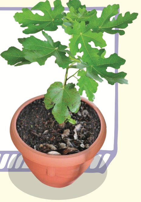 Anak pokok tin di dalam pasu