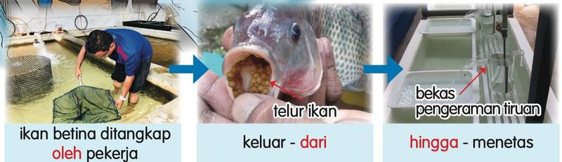 Proses pengeraman telur ikan tilapia