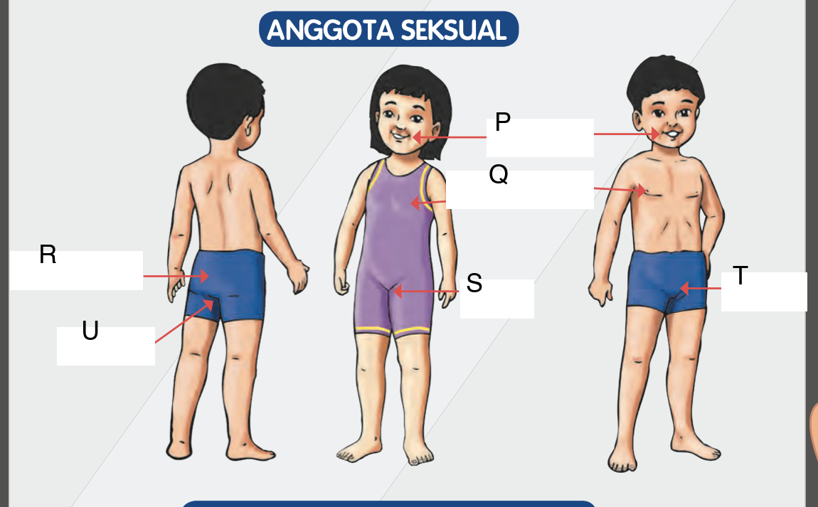 Tiga murid dengan anak panah menunjuk anggota seksual yang ditandakan huruf P, Q, R, S, T dan U