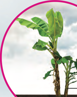 Pokok pisang dengan anak-anak pokok yang tumbuh di pangkalnya