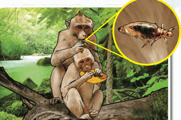 Seekor monyet makan buah; gambar kecil menunjukkan serangga yang dipungut dari bulunya