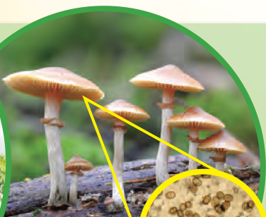 Cendawan tumbuh pada sebatang kayu; gambar bulatan menunjukkan bintik-bintik kecil (spora).