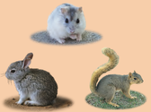 Seekor hamster, seekor arnab dan seekor tupai