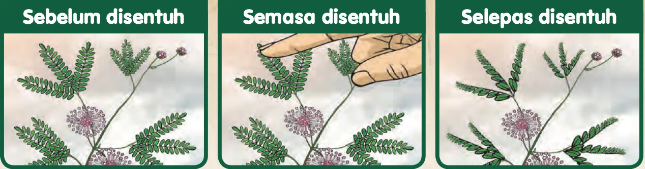 Pokok semalu: daun terbuka sebelum disentuh, jari menyentuh daun semasa disentuh, dan daun terkatup selepas disentuh