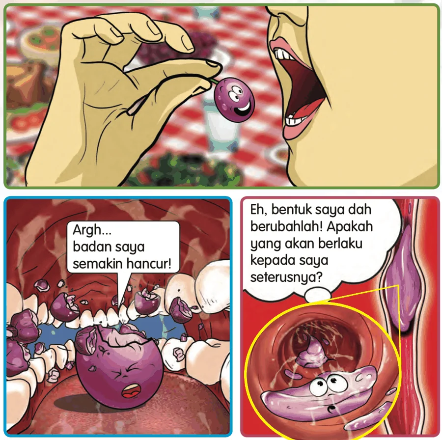 Buah anggur dimakan, dikunyah oleh gigi dan masuk ke dalam saluran yang sempit