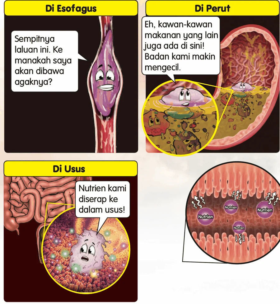Buah anggur di esofagus, perut dan usus