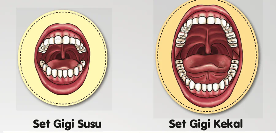 Mulut kecil set gigi susu dan mulut besar set gigi kekal