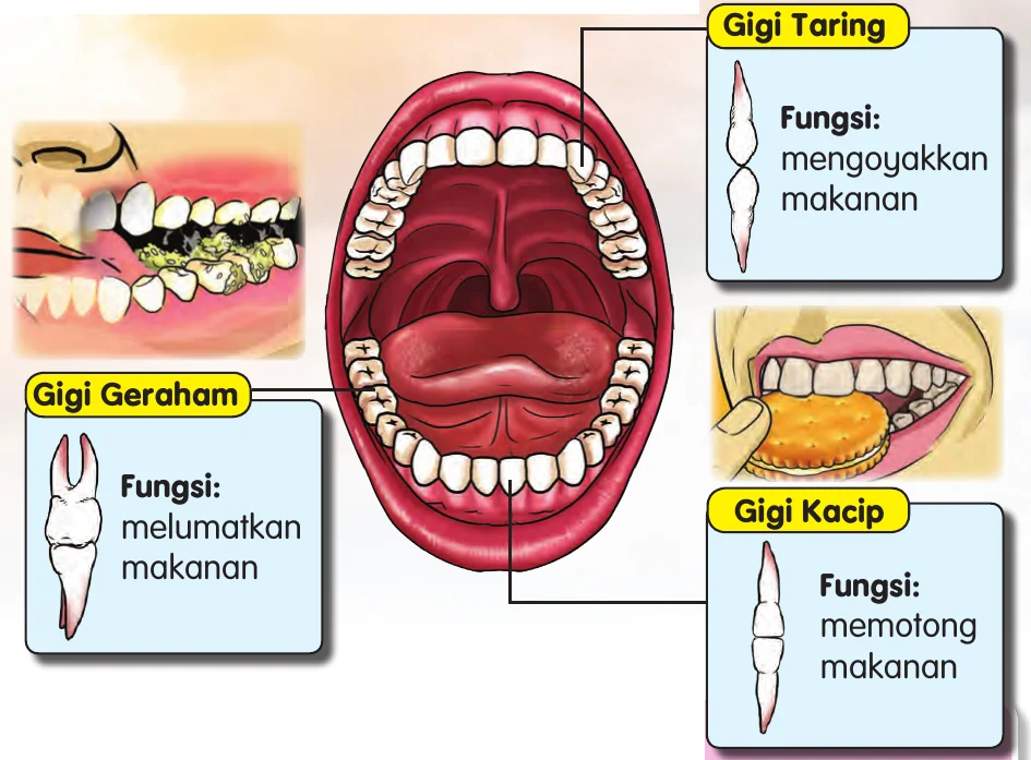 Mulut terbuka menunjukkan gigi taring, gigi geraham dan gigi kacip beserta fungsinya