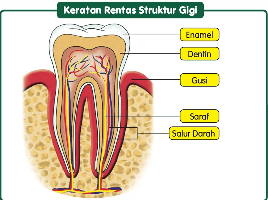 Keratan rentas gigi berlabel enamel, dentin, gusi, saraf dan salur darah