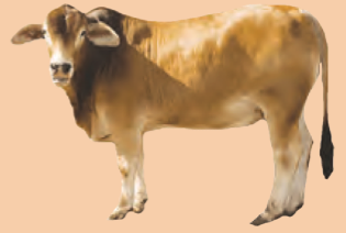 Seekor lembu