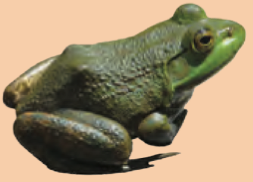 Seekor katak
