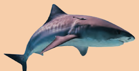 Seekor ikan jerung
