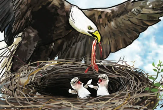 Seekor burung helang menyuapkan daging kepada anaknya