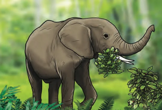 Seekor gajah makan daun-daun