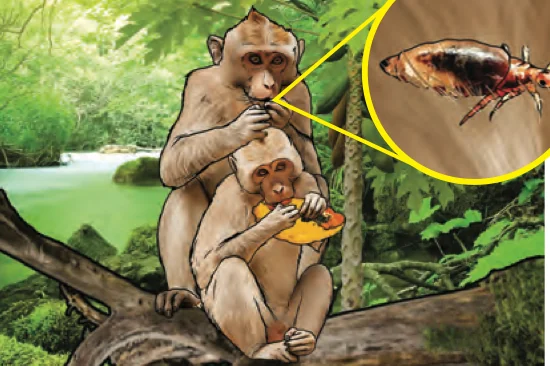 Monyet makan buah dan seekor serangga kecil diperbesarkan