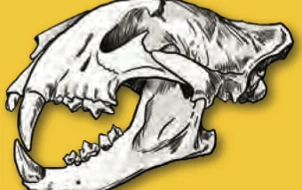 Tengkorak karnivor dengan gigi taring yang panjang dan tajam