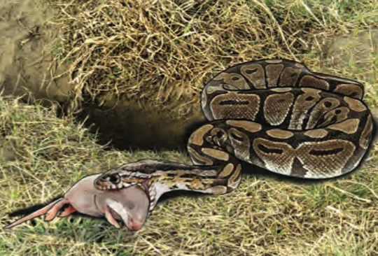 Seekor ular memangsa seekor tikus