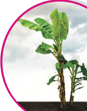 Pokok pisang dengan pokok kecil di pangkalnya