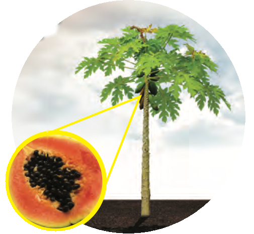 Pokok betik dan buah betik yang dibelah