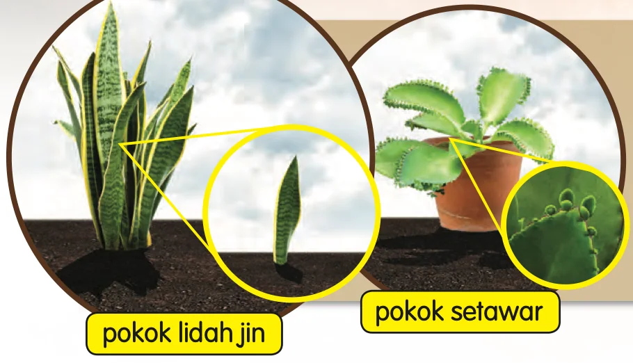 Pokok lidah jin dan pokok setawar, dengan anak pokok baharu tumbuh daripada daunnya