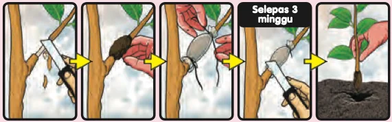 Langkah-langkah tut: akar tumbuh pada dahan yang masih di pokok, selepas 3 minggu dahan dipotong dan ditanam