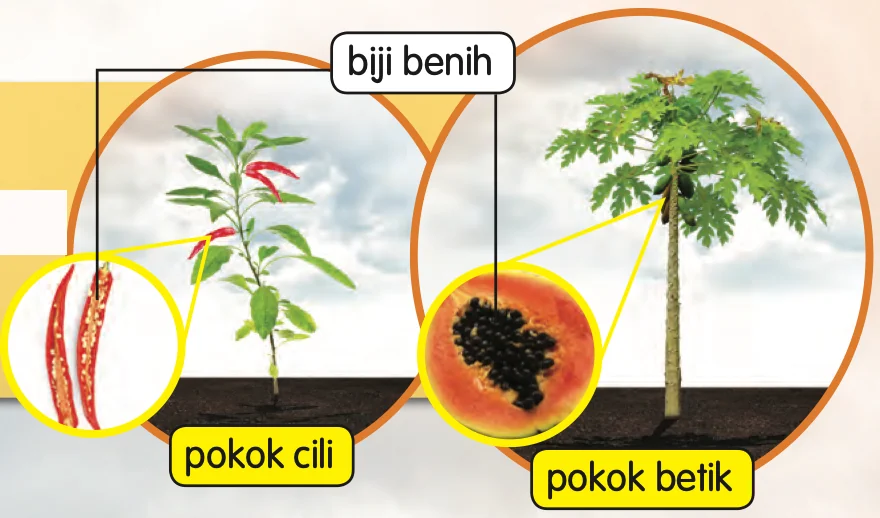 Pokok cili dan pokok betik, dengan biji benih ditunjukkan dalam bulatan