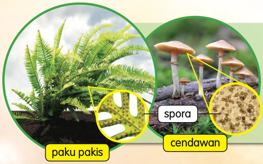 Paku pakis dan cendawan, dengan spora ditunjukkan dalam bulatan