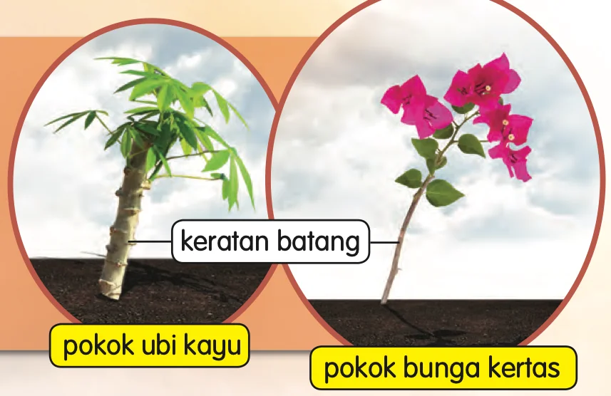Pokok ubi kayu dan pokok bunga kertas yang ditanam daripada keratan batang