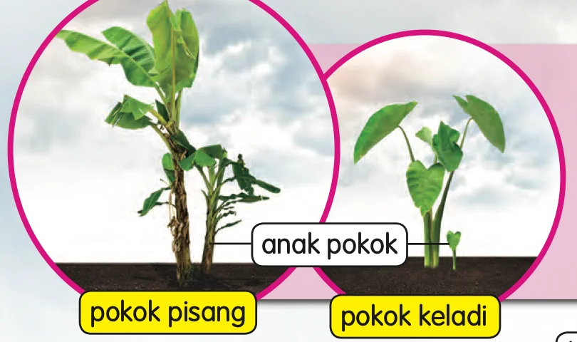 Pokok pisang dan pokok keladi, setiap satu dengan anak pokok di sebelahnya