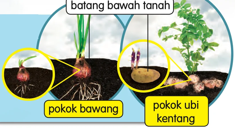 Pokok bawang dan pokok ubi kentang, dengan batang bawah tanah di dalam tanah