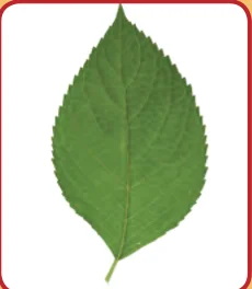 Sehelai daun hijau