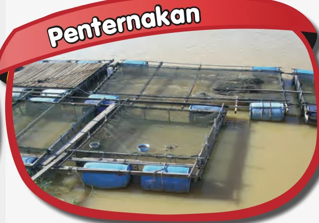 Sangkar ternakan ikan yang ditahan oleh dram biru