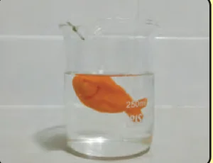 Model ikan lobak merah timbul di dalam air manis