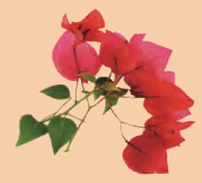 A bougainvillea branch with pink flowers