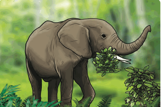 An elephant eating leaves