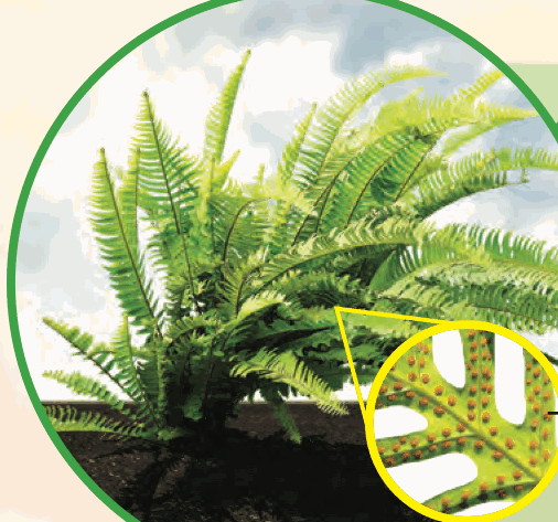 A fern; the circle shows brown dots under a leaf