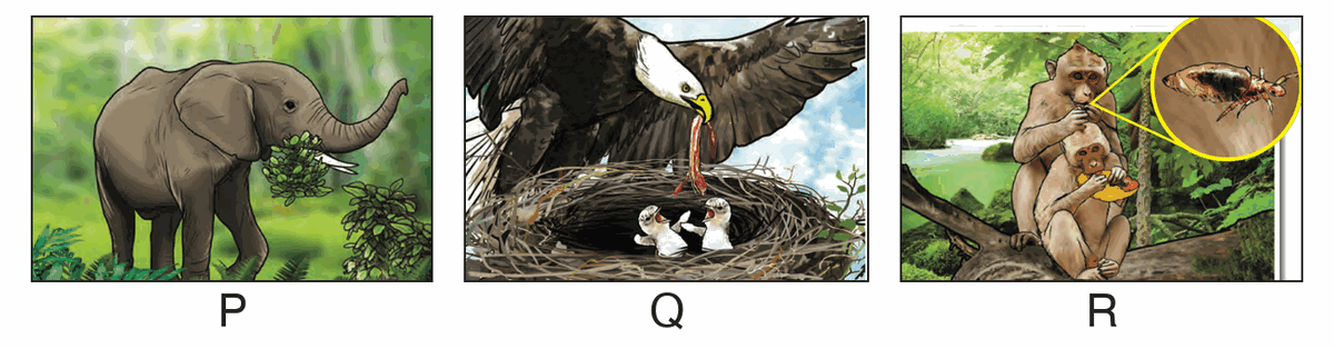 P: an elephant eating leaves. Q: an eagle feeding meat to its chicks. R: monkeys eating fruit and insects.
