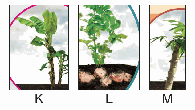 K: a banana plant with a young plant growing beside it. L: a potato plant with potatoes in the soil. M: a tapioca plant grown from a piece of stem.