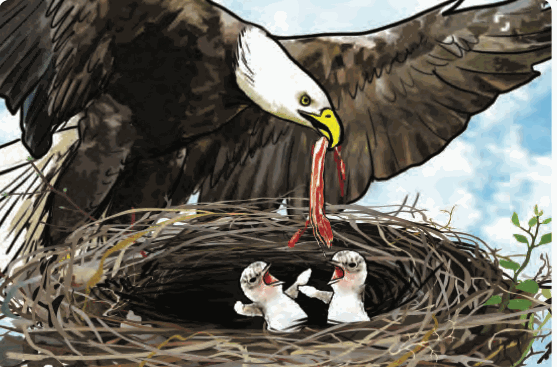 An eagle in its nest giving meat to its chicks