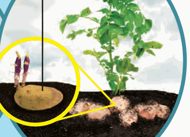 A potato plant with potatoes in the soil and a potato with shoots