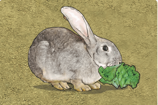 A rabbit eating a green leaf