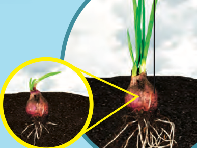 Onion plants growing from fat bulbs in the soil