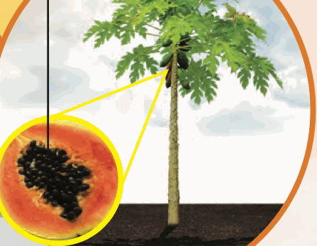 A papaya tree; an inset shows a cut papaya with black seeds inside