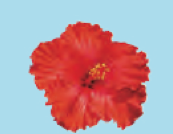 Hibiscus flower