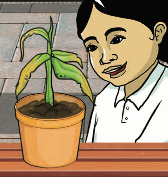 A girl looking at a wilted plant with yellow drooping leaves