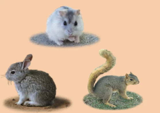 A hamster, a rabbit and a squirrel