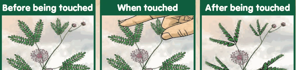 Mimosa plant before, when and after being touched